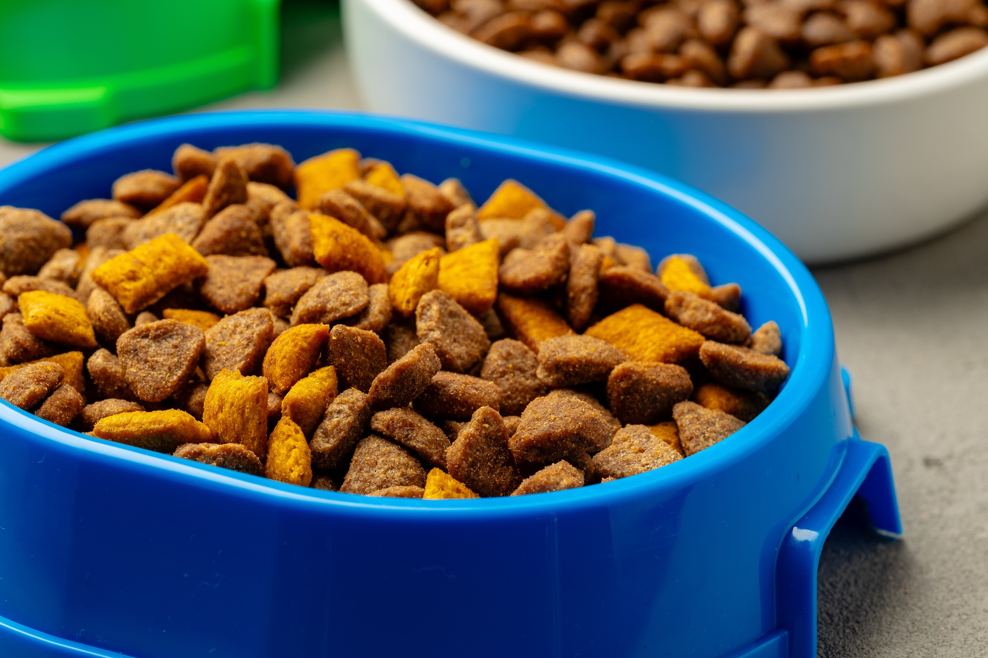 Plastic pet bowl with food on gray background